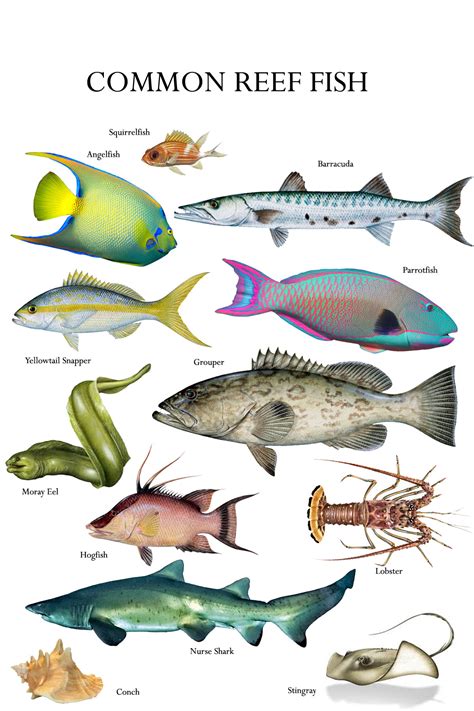 atlantic reef game fish|Florida Reef Fish Identification With Names & Photos.